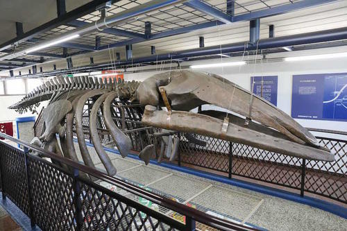 海のない町のクジラ (株)新十津川総合振興公社