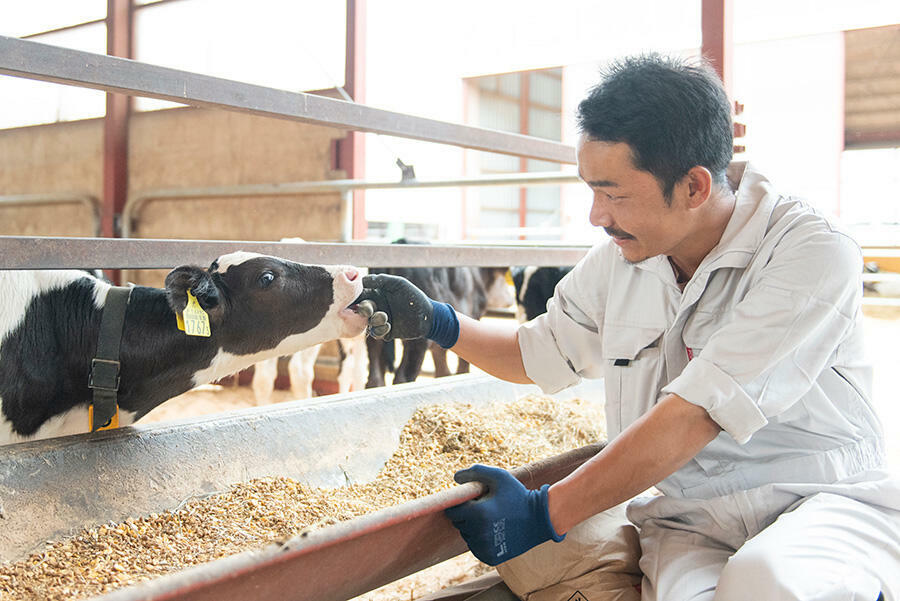 【美幌町】動物好きの方必見。子牛を育てるお仕事を募集しています！ 北海道の人、暮らし、仕事。 くらしごと