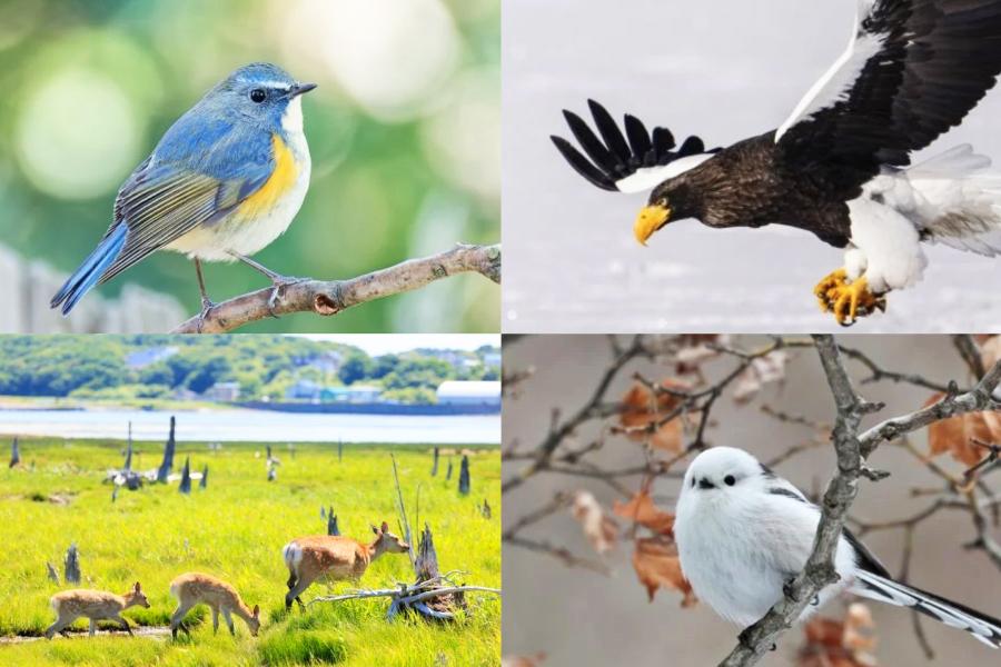 北海道の「野鳥の聖地」の環境保護にあなたのご支援を