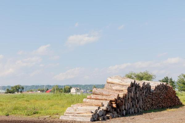 oji-forestry_164.jpg