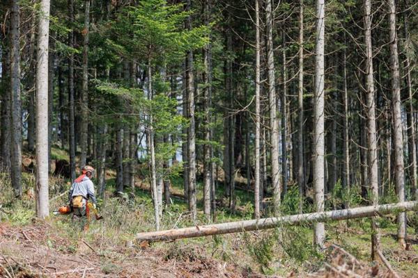 oji-forestry_27.jpg