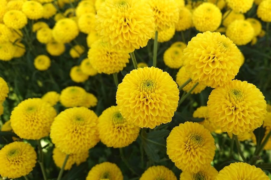 https://kurashigoto.hokkaido.jp/image/41f9c3736bb8732a56cb9c5a362c45e5a79387f7.JPG