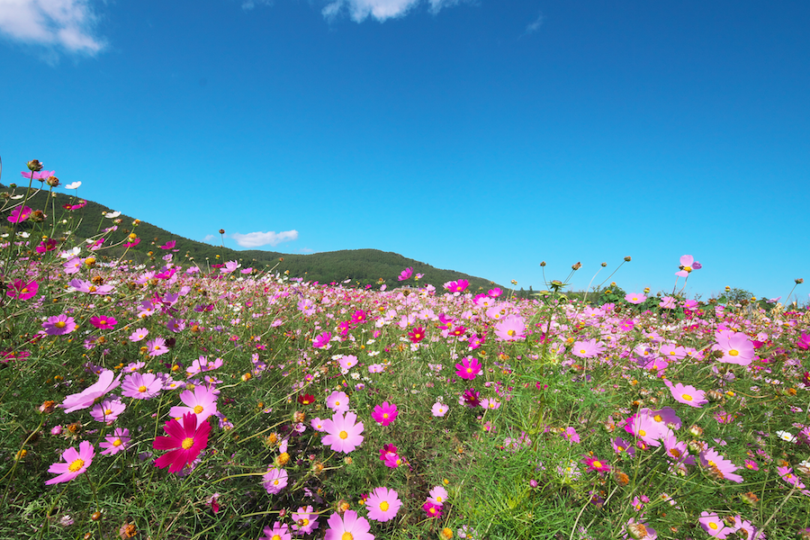 https://kurashigoto.hokkaido.jp/image/abashiri_cosmos.png