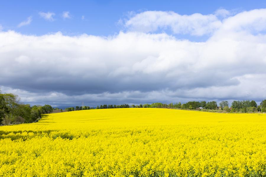 https://kurashigoto.hokkaido.jp/image/abirakanko_nanohanabatake073.jpg