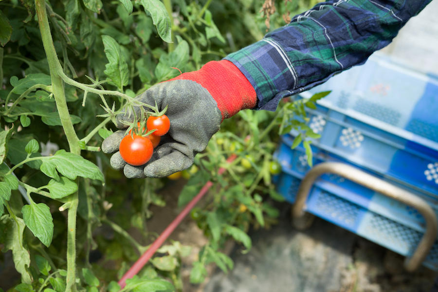 Tomatplanter Til Salgs