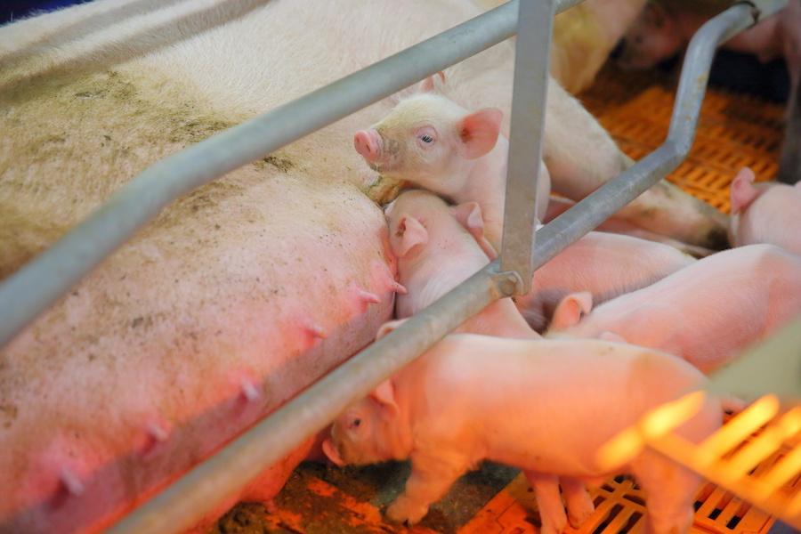 えりも町 スタッフ募集 養豚場のお仕事だけど 働き方はサラリーマン 北海道の人 暮らし 仕事 くらしごと