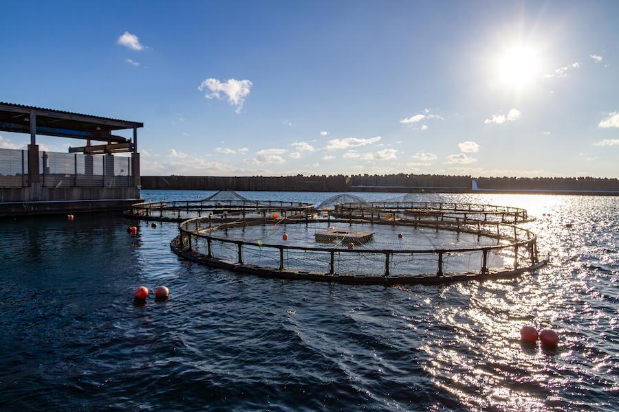 https://kurashigoto.hokkaido.jp/image/kumaishi_salmon06.jpg