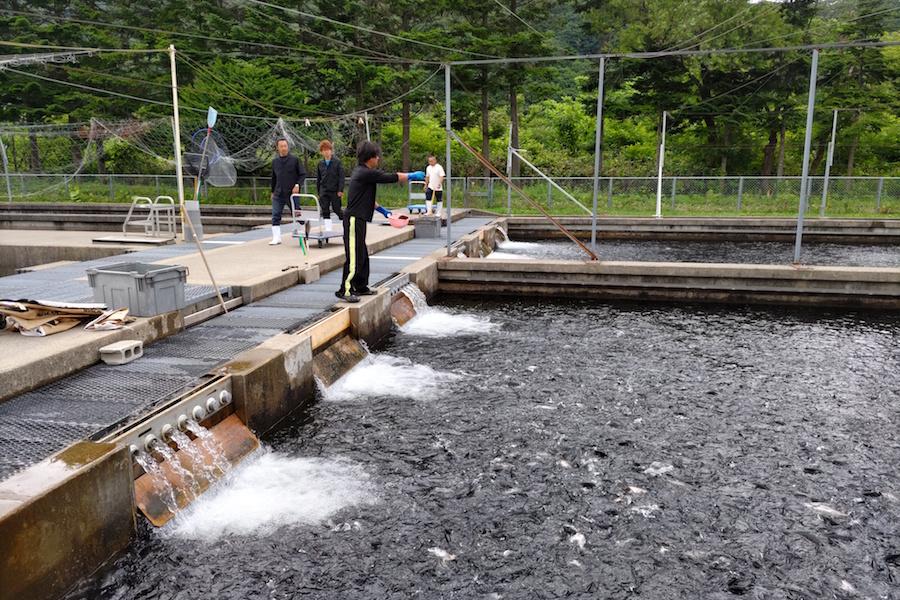 https://kurashigoto.hokkaido.jp/image/kumaishi_salmon09.JPG