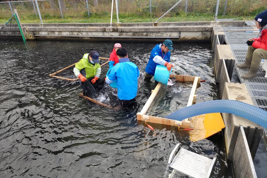 https://kurashigoto.hokkaido.jp/image/kumaishi_salmon16.JPG