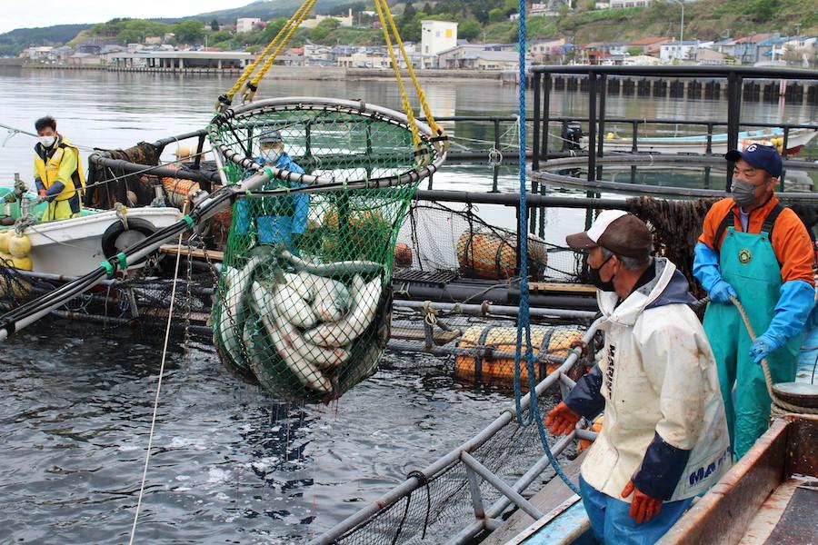 https://kurashigoto.hokkaido.jp/image/kumaishi_salmon17.JPG