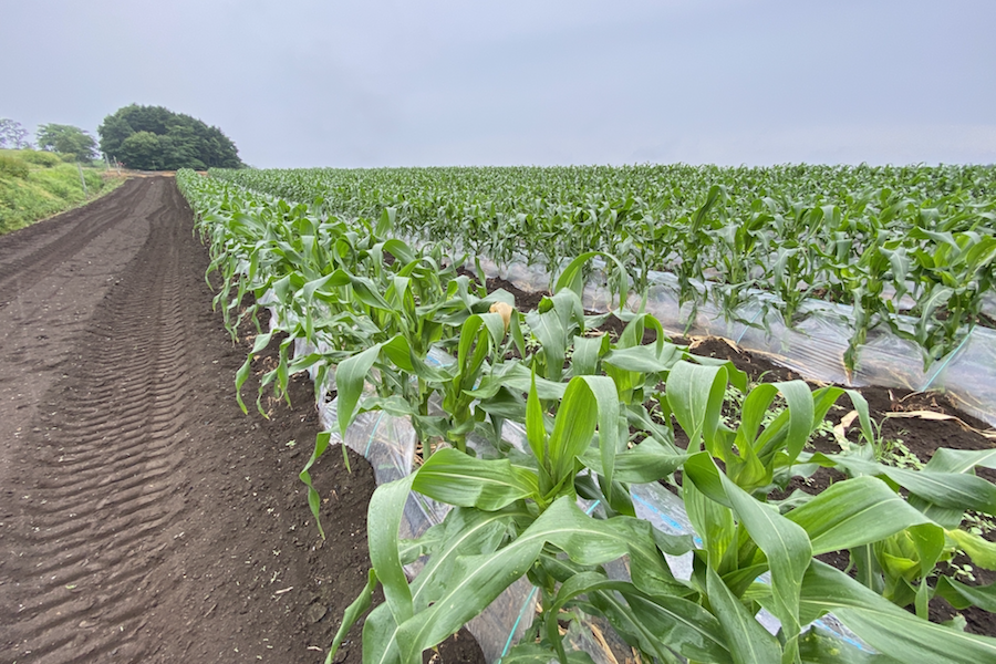 https://kurashigoto.hokkaido.jp/image/naganumakyoryoku_corn.png