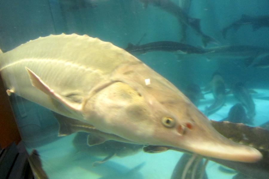 北大水産サークルレディ魚ー×くらしごと