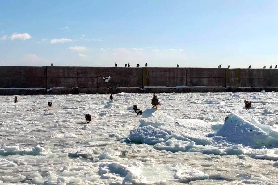 https://kurashigoto.hokkaido.jp/image/readygo_rausu04.jpg