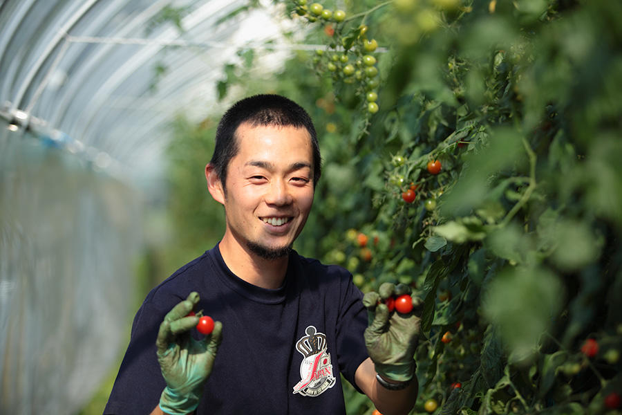 新ひだか町】小さなミニトマトに思いを託す若者。 | 北海道の人