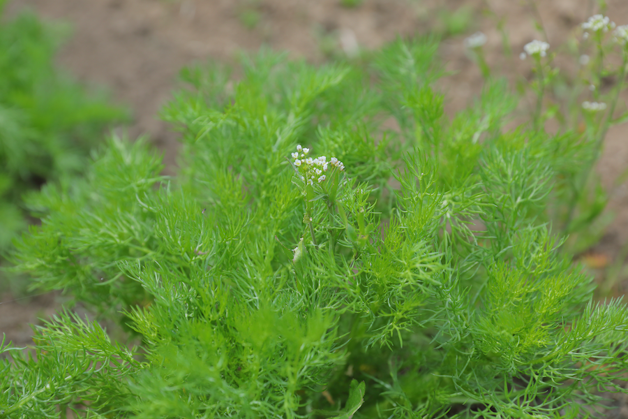 https://kurashigoto.hokkaido.jp/image/tanelab_chamomile9362.png