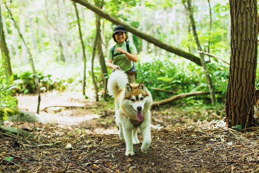 https://kurashigoto.hokkaido.jp/image/trailhut18.jpg